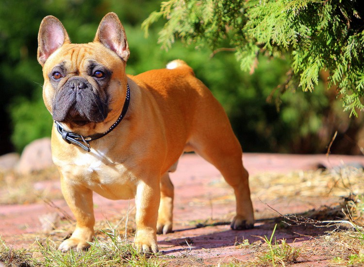 Французский бульдог чемпион мира 2018