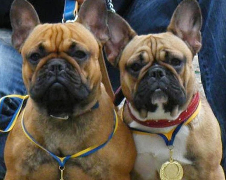 Палевый бульдог французский кабель