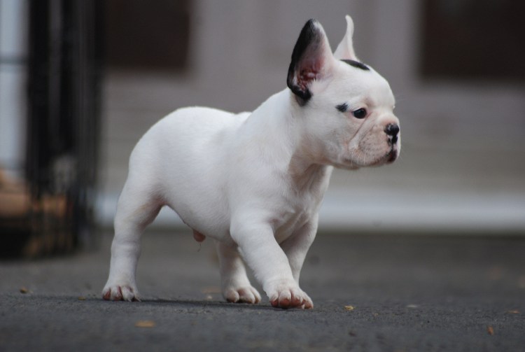 Французский бульдог София Калуга