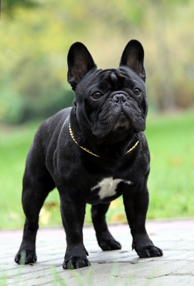 Французский бульдог черный