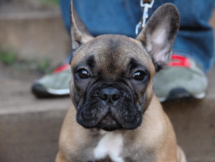 Голубой французский бульдог