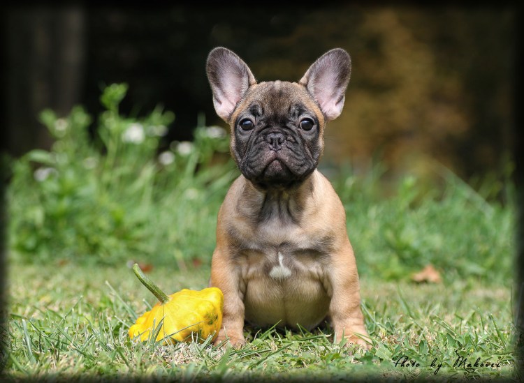 Пятнистый бульдог французский стандарт
