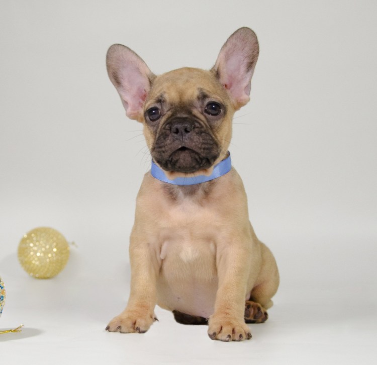 Смесь французского бульдога с чихуахуа