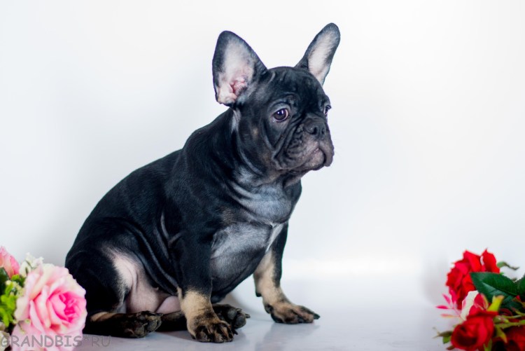 Питомник Голден Флайт французские бульдоги