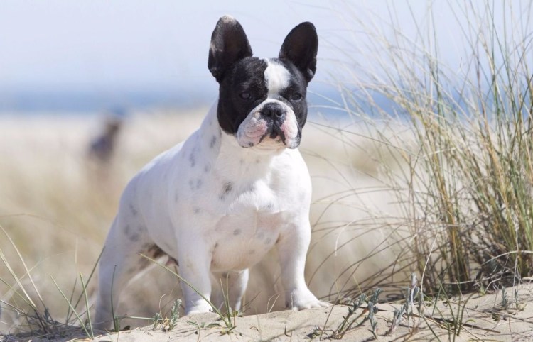 Бельгийский бульдог
