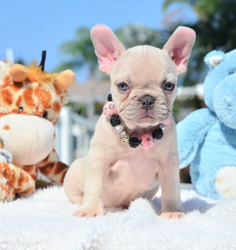 Французский бульдогальюинос