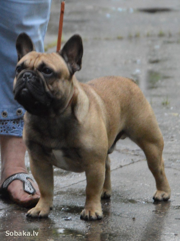 Французский бульдог чемпион мира