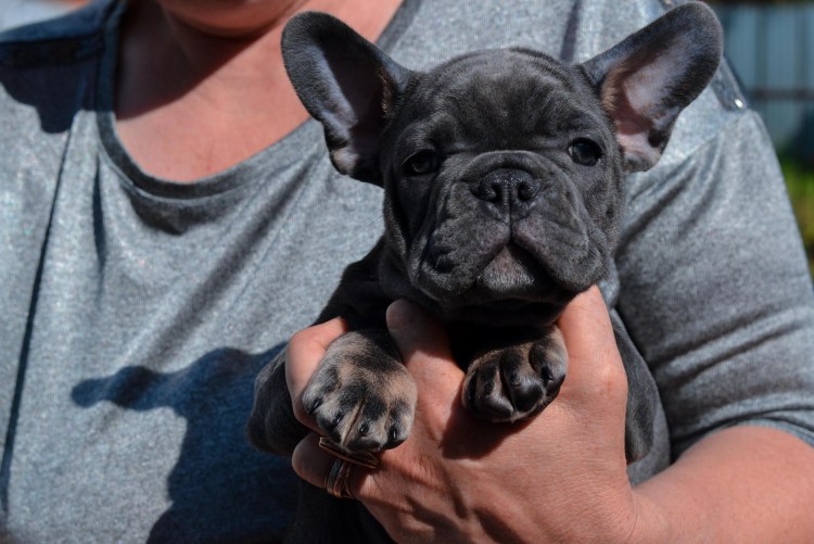 Французский бульдог Бойцовая собака