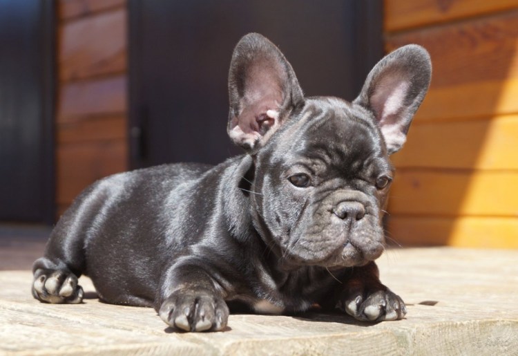 Французский бульдог подпалый