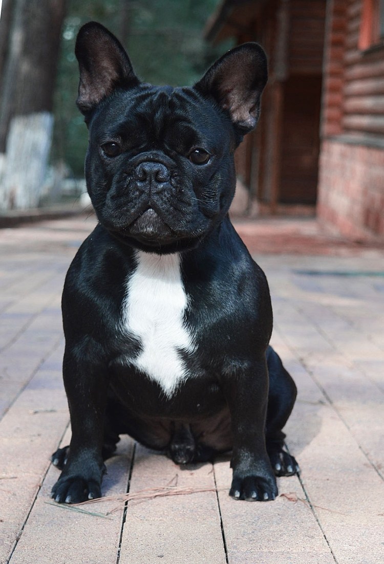 Французский бульдог чемпион мира