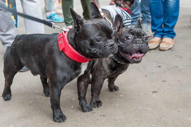 Бруно французский бульдог СПБ