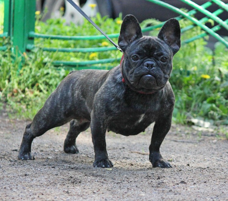 Питомник франтсайнланд французский бульдог