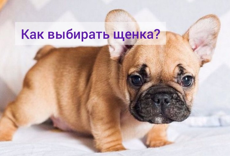 Французский бульдог кобель черный