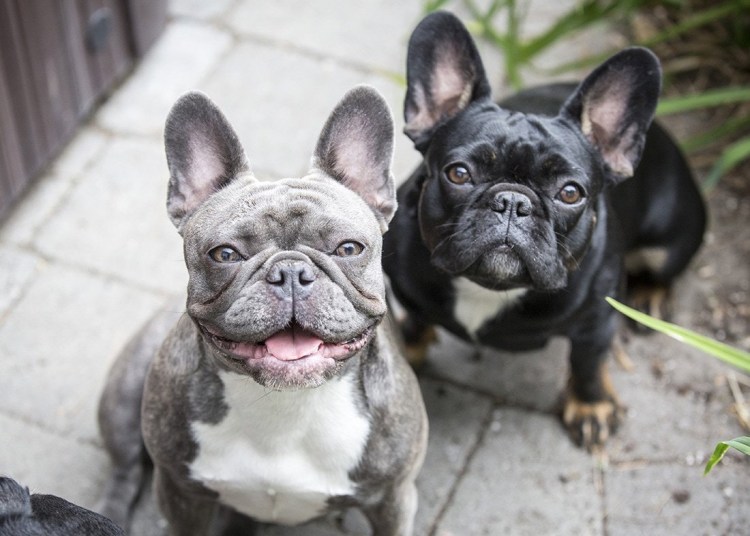 Браун французский бульдог