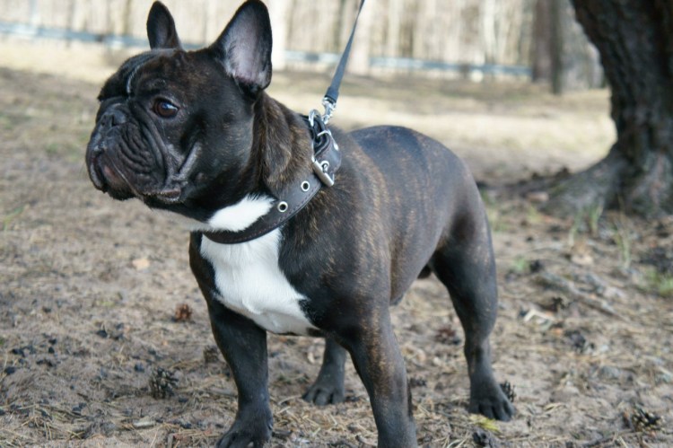 Бульдог альбинос