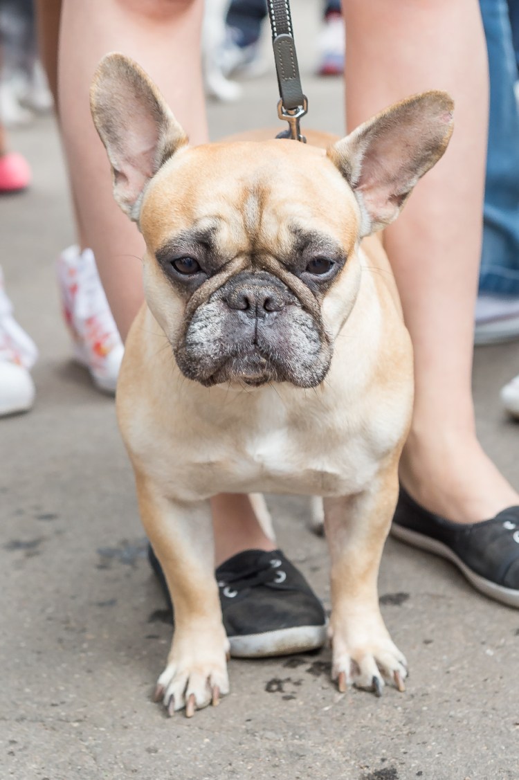 Французский бульдог чемпион мира