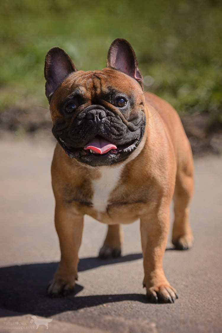Купированный французский бульдог
