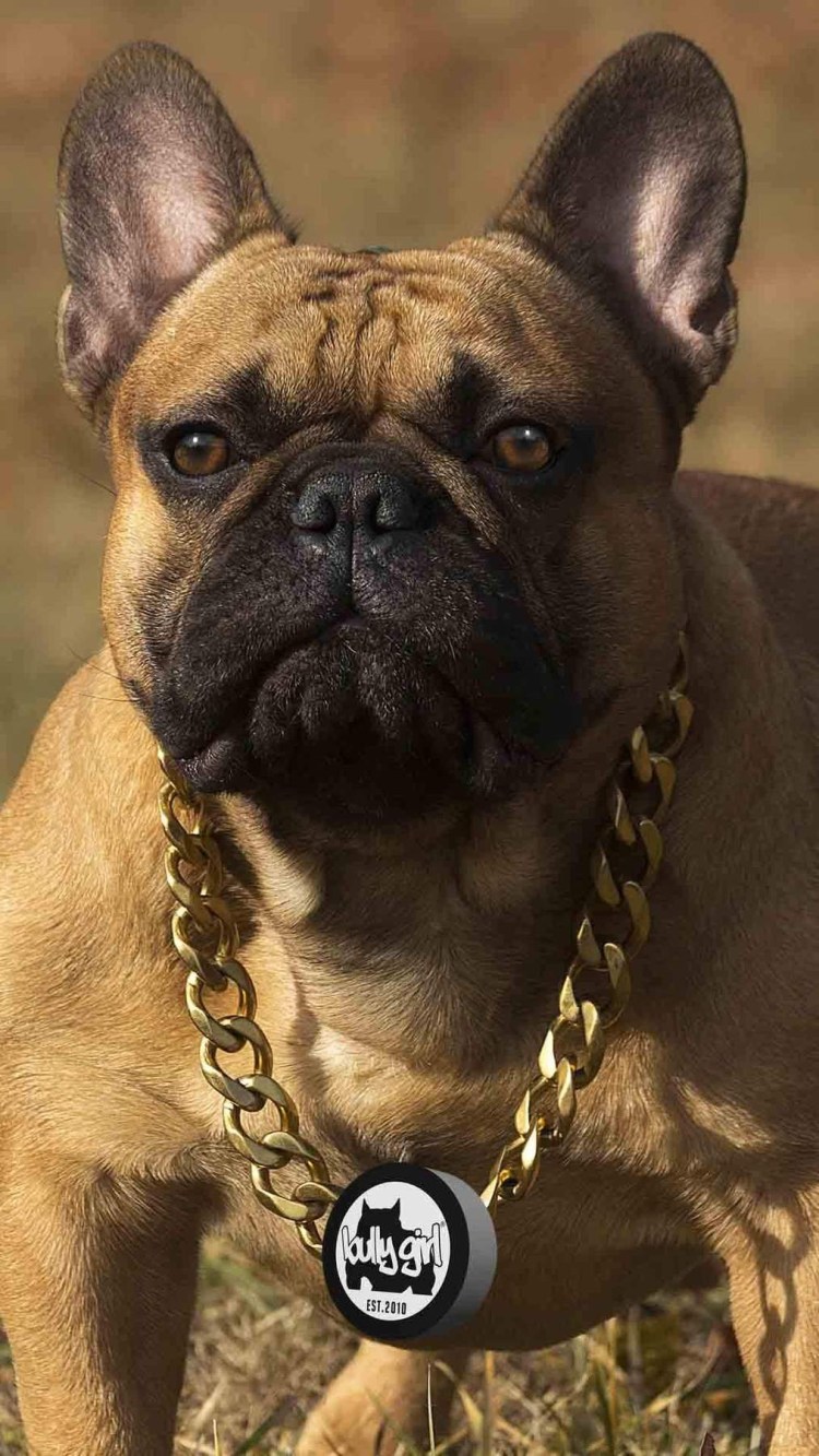 Французский бульдог чемпион