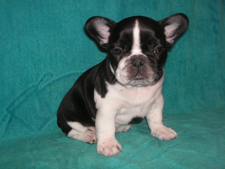 Щенки французского бульдога в добрые Тюмень