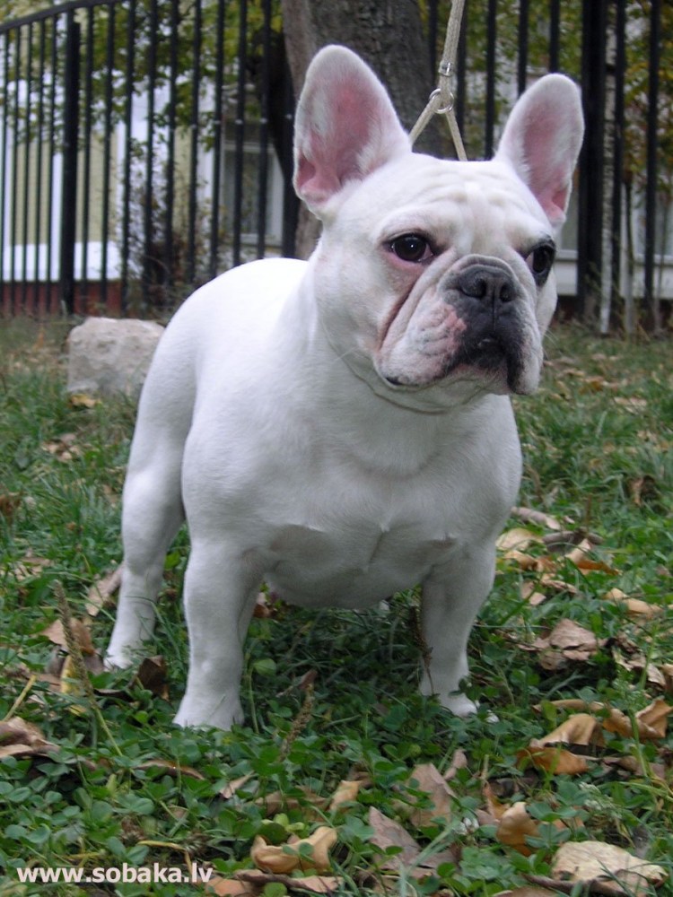 Персиковый французский бульдог