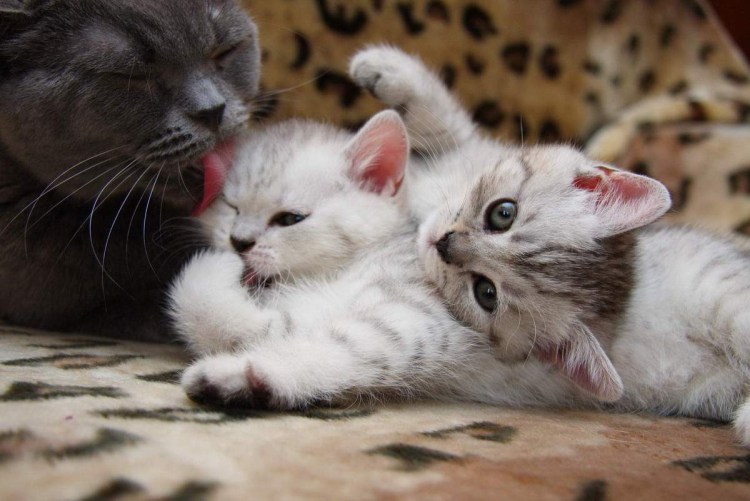 Мама кошка и котенок