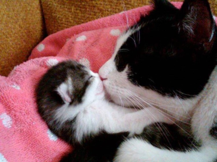 Мама кошка обнимает котенка