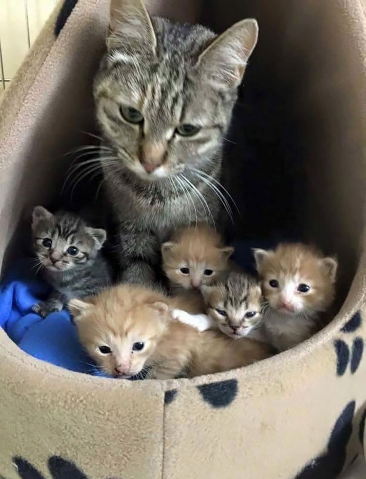 Домашние питомцы