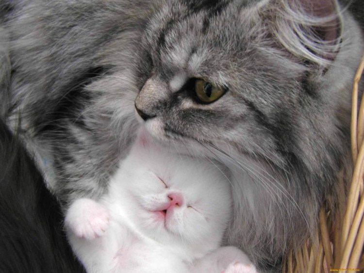 Кошечка мама с котенком