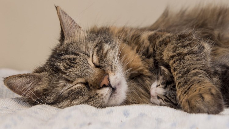 Кошка спит с котенком