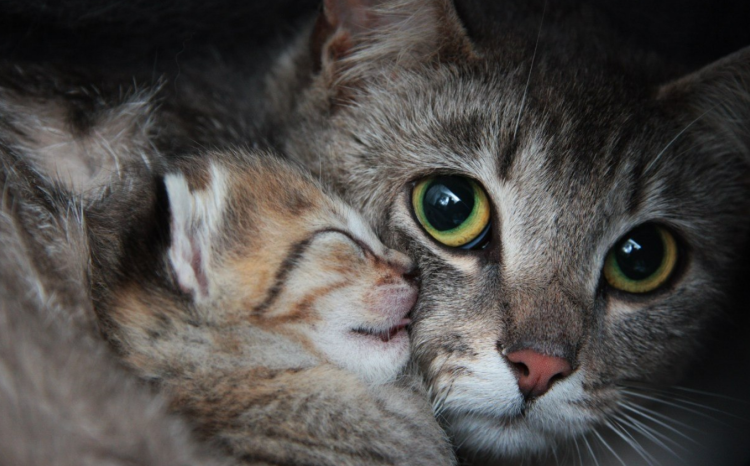 Кошка с котятами