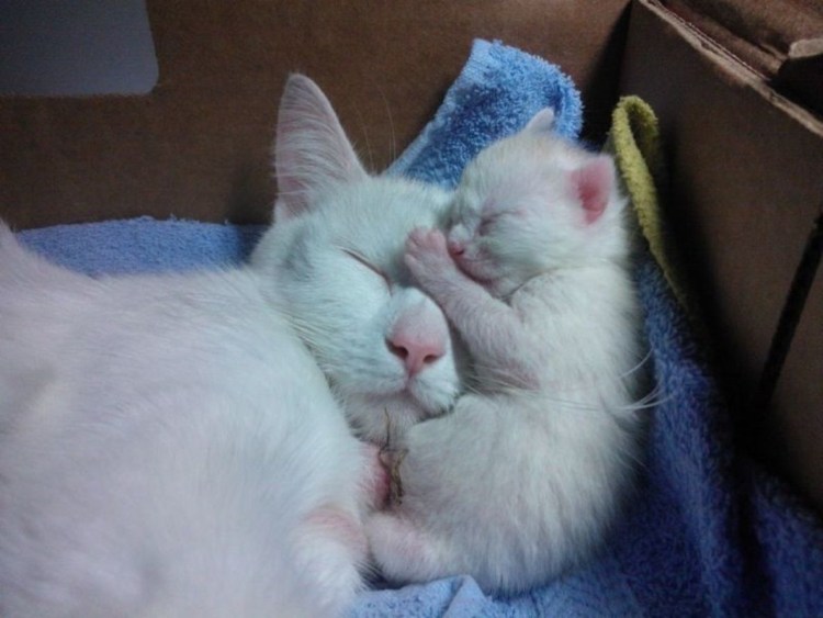 Котенок обнимает маму