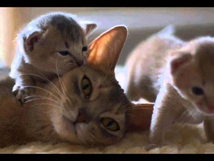 Маленькие котята с мамой