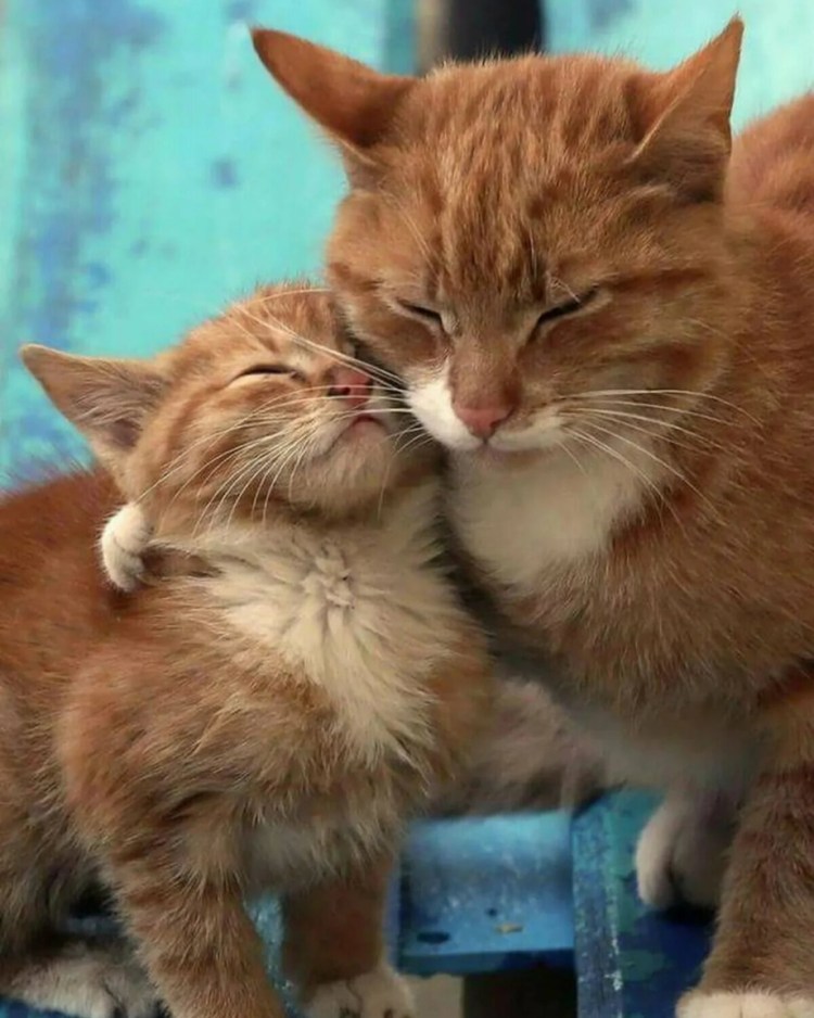 Рыжая кошка с котятами