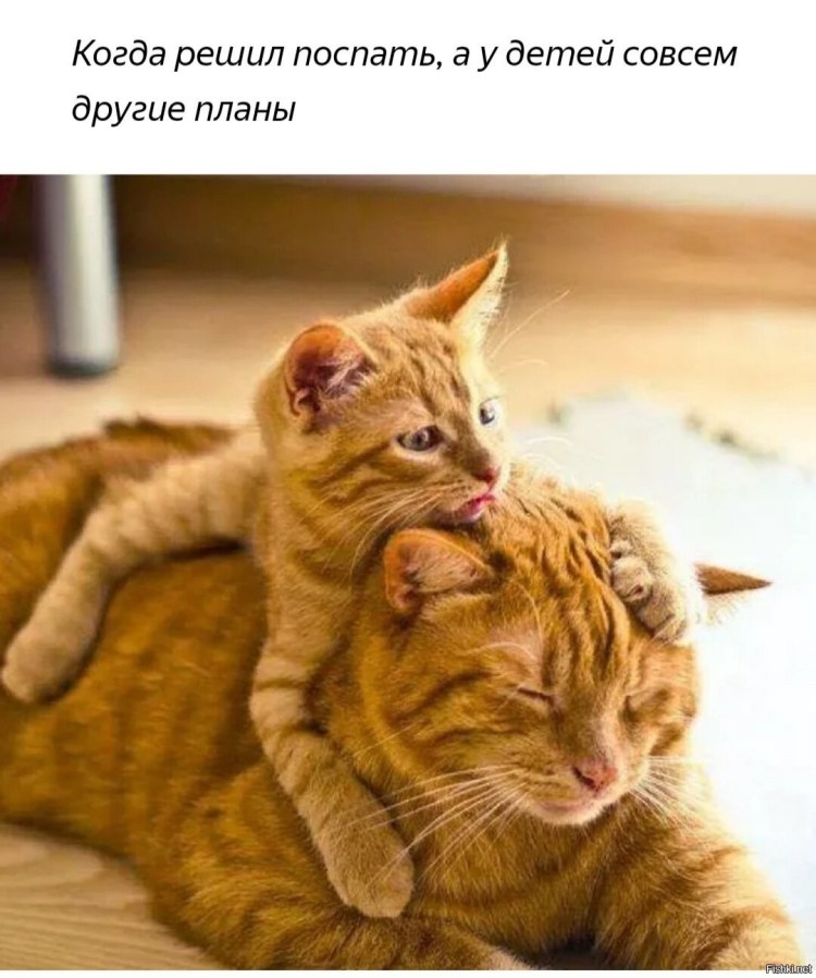 Кошка мать и дочь