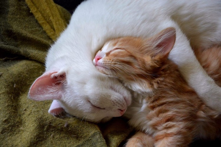 Котенок спит с мамой