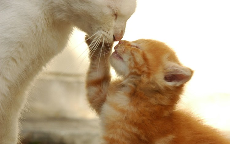 Котенок обнимает маму