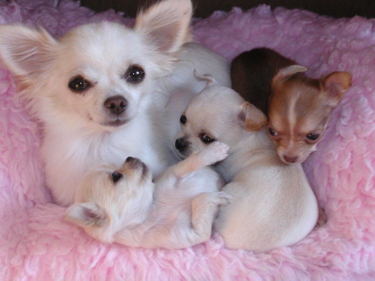 Щенки чихуахуа