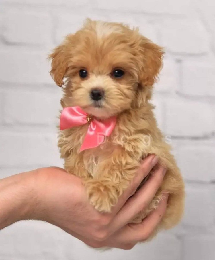 Мальтипу ф1 мини