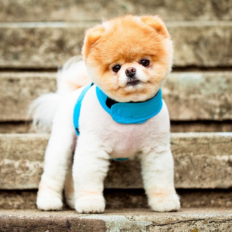 Красивые собаки маленькие декоративные