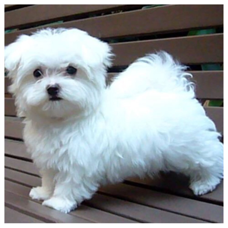 Норвич и мальтезе