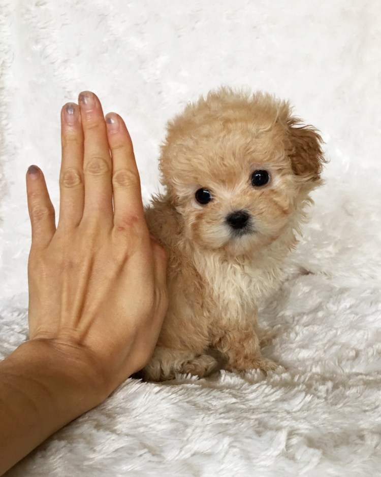 Мальтипу терьер