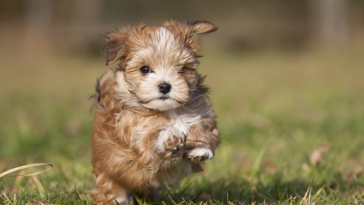 Маленькие собачки в травке