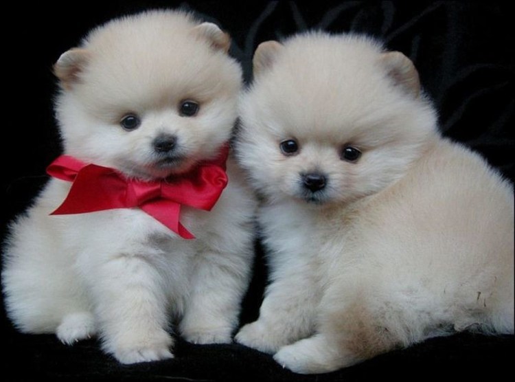 Собаки породы померанский шпиц мишка