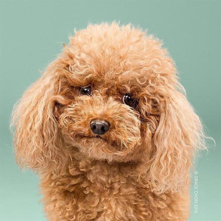 Той пудель нестриженый