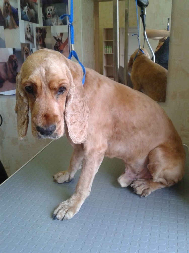 Американский кткерспаниель