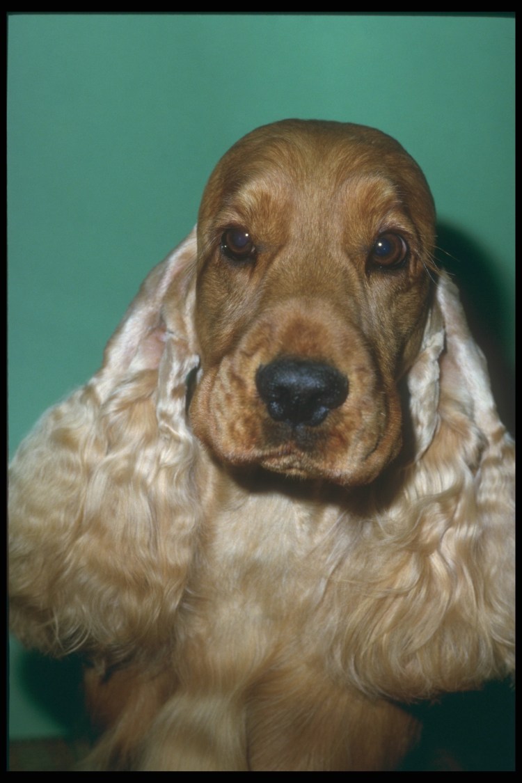 Американский кокер спаниель Кирюша