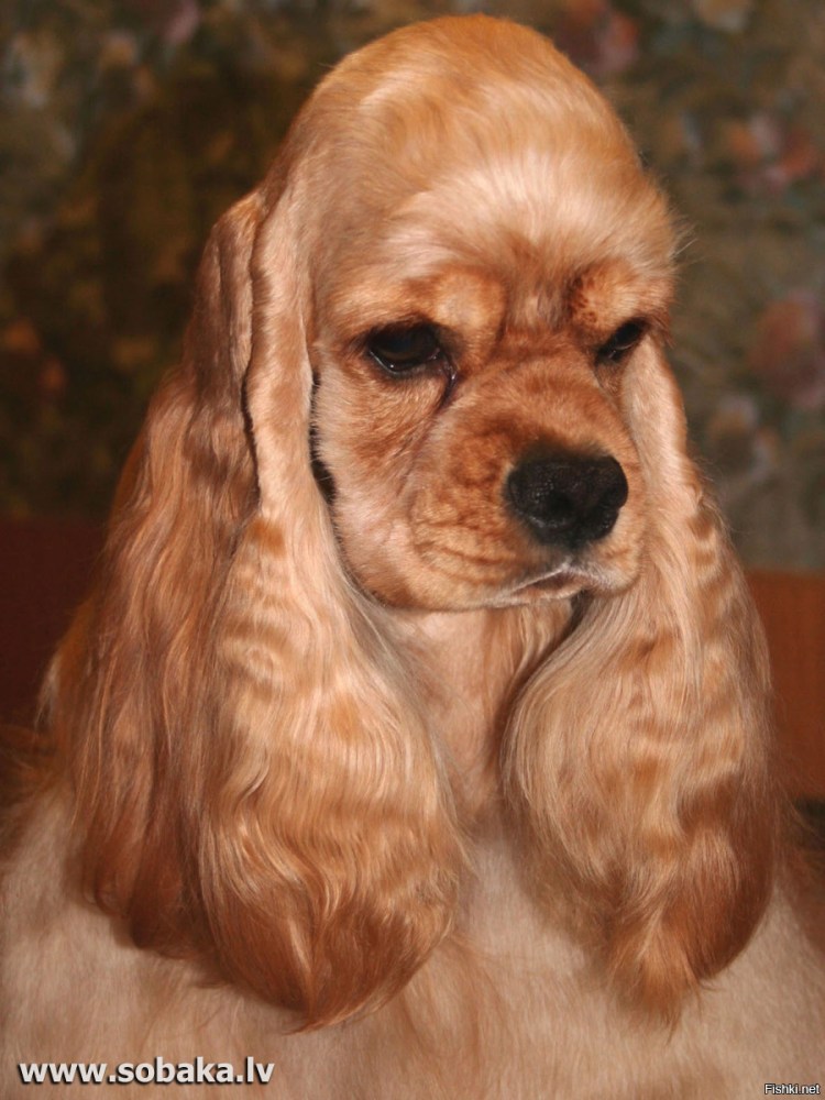 Американский кокер спаниель