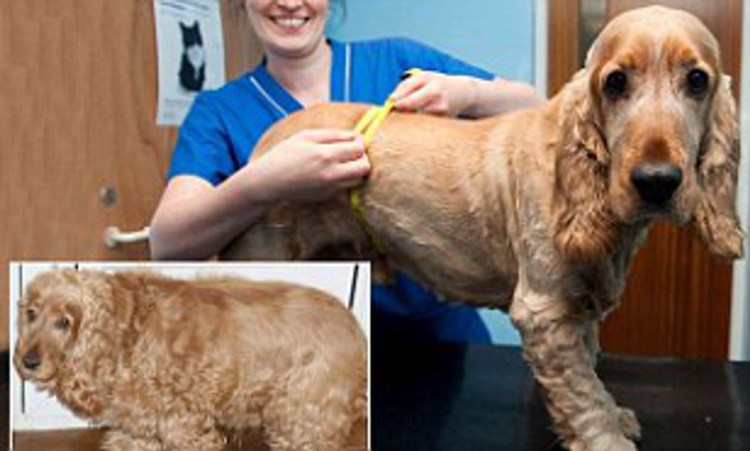 Грудь уши спаниеля