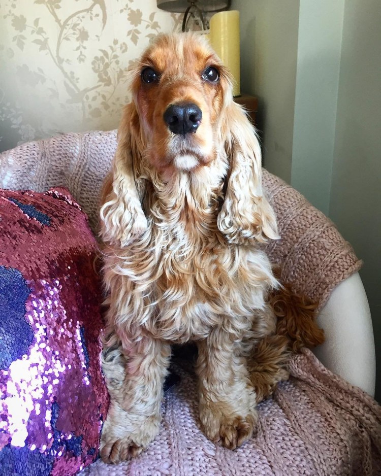 Английский кокер спаниель девочка