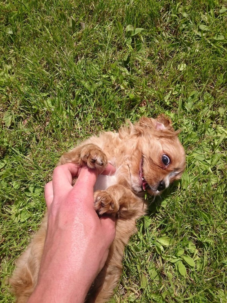 Прищепки кокер спаниелю для ушей